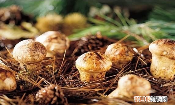 关于松茸的朋友圈,西藏松茸朋友圈
