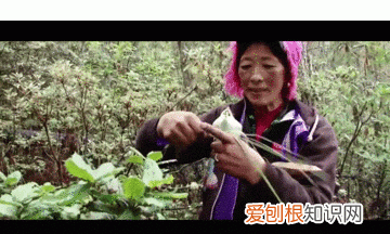 关于松茸的朋友圈,西藏松茸朋友圈