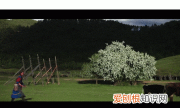 关于松茸的朋友圈,西藏松茸朋友圈
