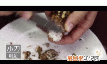 关于松茸的朋友圈,西藏松茸朋友圈