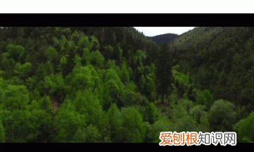 关于松茸的朋友圈,西藏松茸朋友圈