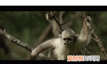关于松茸的朋友圈,西藏松茸朋友圈