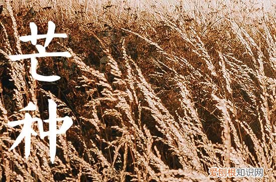 芒种节气适合发朋友圈的句子80句
