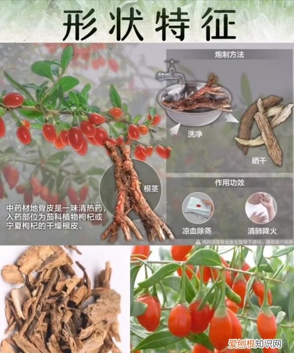 地骨皮的功效,地骨皮是什么植物的皮