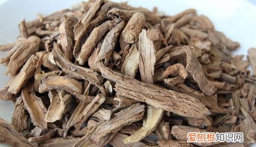 地骨皮的功效,地骨皮是什么植物的皮