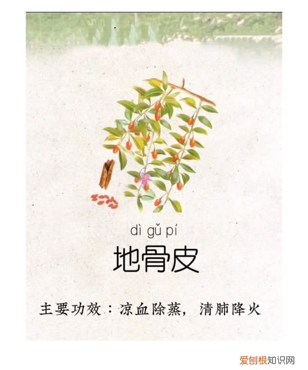 地骨皮的功效,地骨皮是什么植物的皮