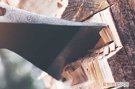 80句 保护森林经典标语