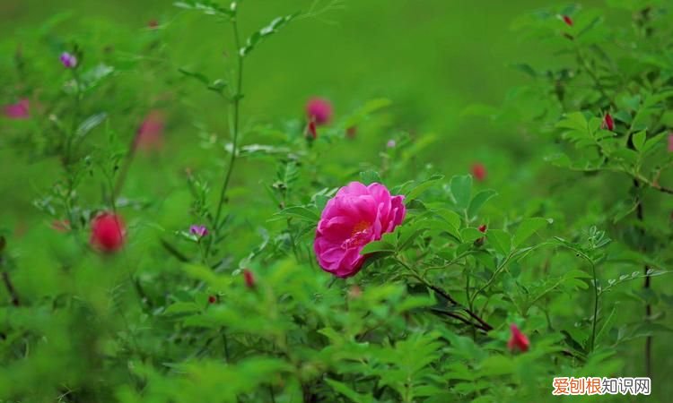 红花染绿叶什么颜色