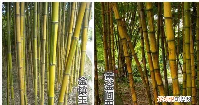 什么样的竹子最有韧劲
