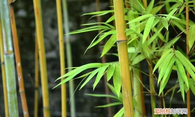 什么样的竹子最有韧劲