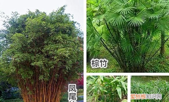 什么样的竹子最有韧劲