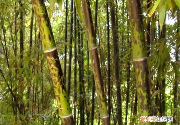 什么样的竹子最有韧劲