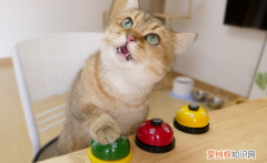 猫咪为什么对铃声很感兴趣的原因 ，猫咪为什么对铃铛感兴趣？