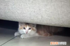 家养的猫咪为什么胆小害怕人摸它 ，猫咪特别怕人胆小？