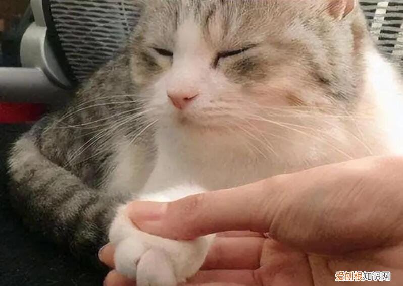 猫爪为什么这么可爱 ,猫爪为什么不能摸它?
