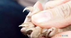 猫咪不让摸爪子怎么办 ，猫不让摸后爪子？