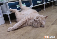 猫为什么喜欢待在热的地方 ，夏天猫咪为什么老是趴在地上？