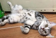 猫咪为什么喜欢滚来滚去 ，猫为什么来回打滚？