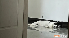 猫对着家里叫什么意思 ，猫咪对着空房间叫？