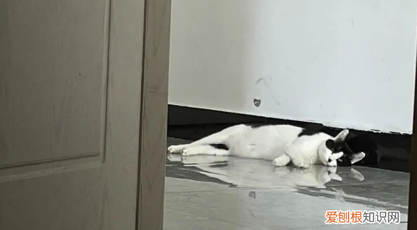 猫对着家里叫什么意思 ，猫咪对着空房间叫？