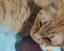 猫咪为什么喜欢啃刮痧片的原因呢 ，猫咪为什么喜欢刮脸？