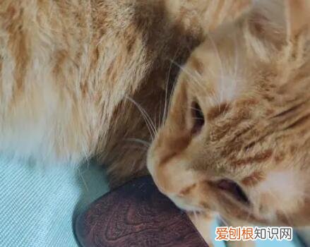猫咪为什么喜欢啃刮痧片的原因呢 ，猫咪为什么喜欢刮脸？