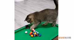 猫咪为什么喜欢台球呢 ，猫咪为什么喜欢台球呢视频？