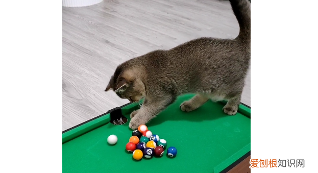 猫咪为什么喜欢台球呢 ，猫咪为什么喜欢台球呢视频？