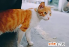 锦州动物救助站电话 ，锦州宠物猫？