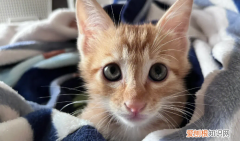 猫为什么串来串去 ，猫为什么喜欢窜来窜去？