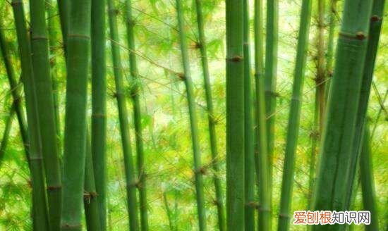 墨竹是什么竹子，扇子紫竹与墨竹的区别图片