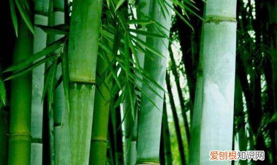 墨竹是什么竹子，扇子紫竹与墨竹的区别图片