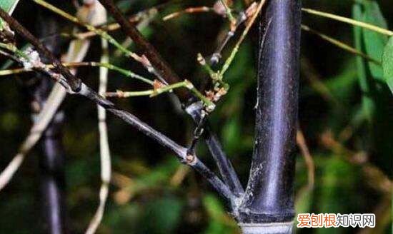 墨竹是什么竹子，扇子紫竹与墨竹的区别图片