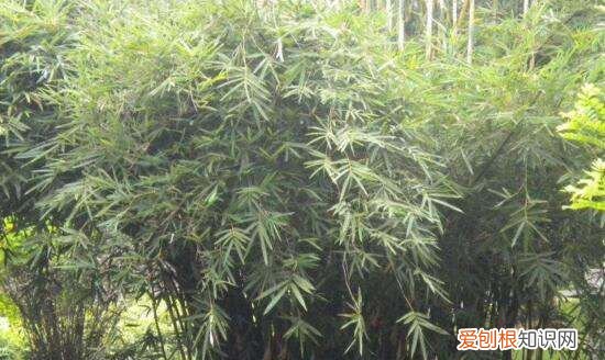 墨竹是什么竹子，扇子紫竹与墨竹的区别图片