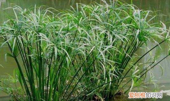 墨竹是什么竹子，扇子紫竹与墨竹的区别图片
