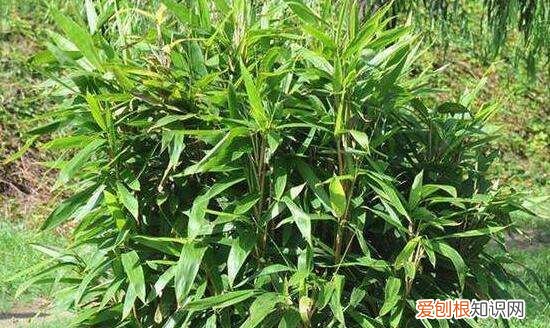 墨竹是什么竹子，扇子紫竹与墨竹的区别图片