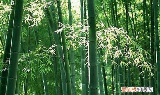 墨竹是什么竹子，扇子紫竹与墨竹的区别图片