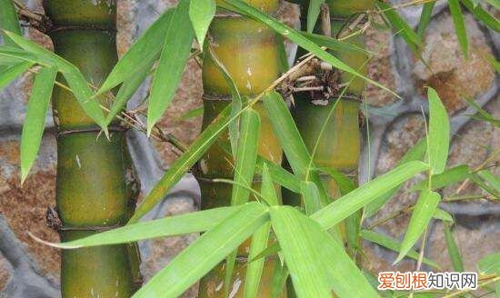 墨竹是什么竹子，扇子紫竹与墨竹的区别图片