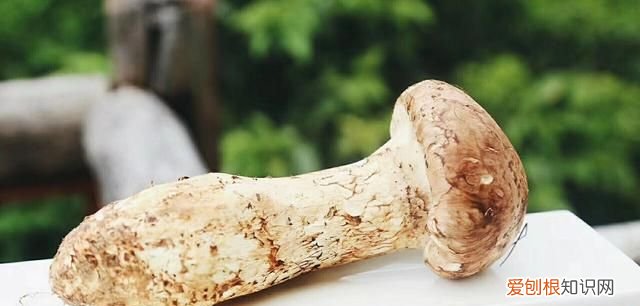 常见的松茸种类都有哪些?你知道吗图片