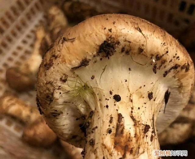 常见的松茸种类都有哪些?你知道吗图片