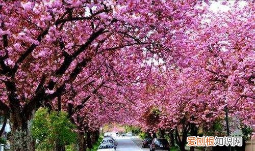 微信怎么满屏樱花,微信怎么出现满屏樱花