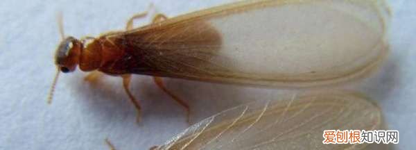 水蚁是白蚁,大水蚁是不是白蚁的化身