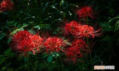 有一种花叫彼岸花,一听这名字,就很美,就很有深意