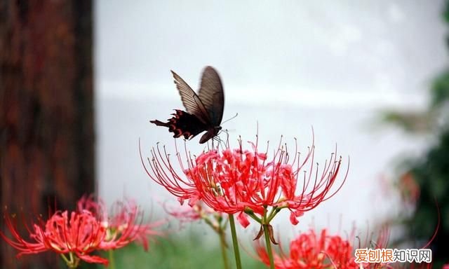 有一种花叫彼岸花,一听这名字,就很美,就很有深意