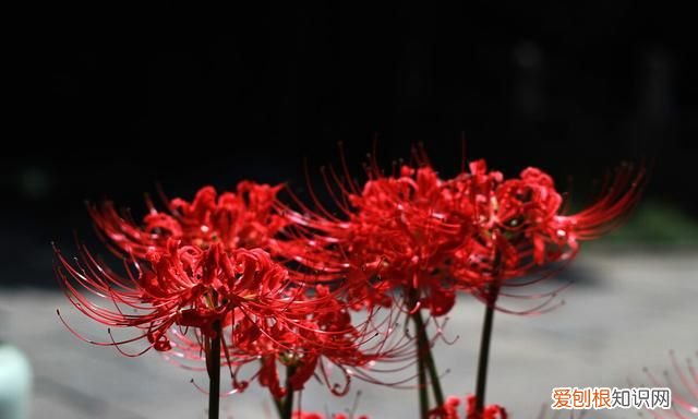 有一种花叫彼岸花,一听这名字,就很美,就很有深意