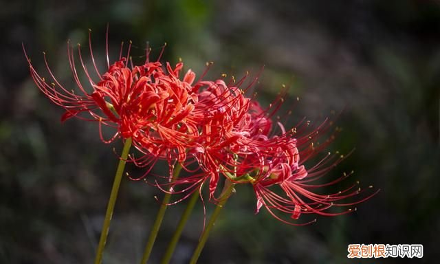 有一种花叫彼岸花,一听这名字,就很美,就很有深意