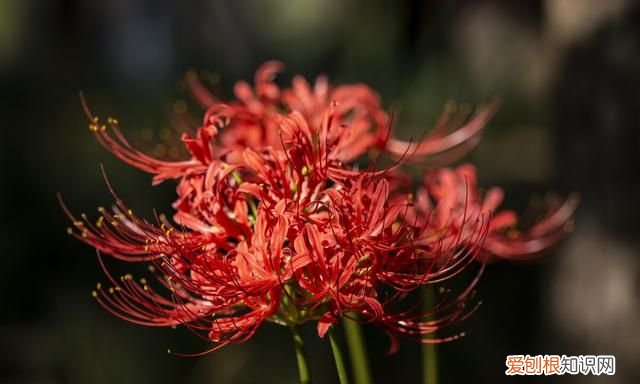 有一种花叫彼岸花,一听这名字,就很美,就很有深意