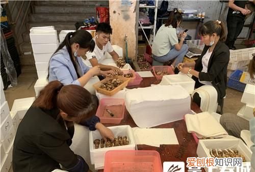 昆明野生菌交易市场6万1斤的松茸