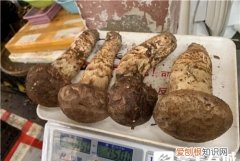 昆明野生菌交易市场6万1斤的松茸