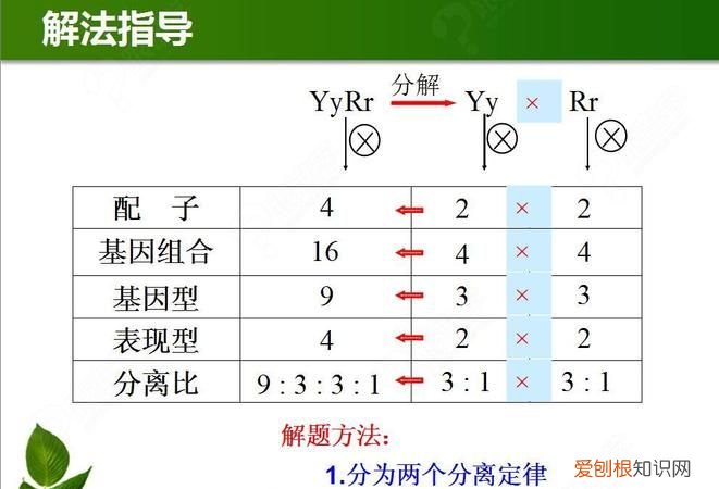 自由组合发生在什么时期